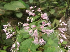 Peteravenia malvifolia