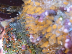 Pycnoclavella stanleyi