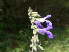 Salvia urolepis