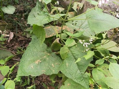 Peteravenia malvifolia
