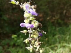 Salvia urolepis