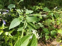 Salvia urolepis