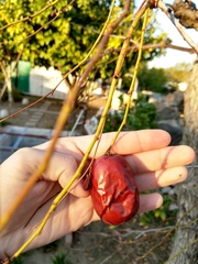 Ziziphus jujuba