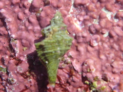 Muricoidea
