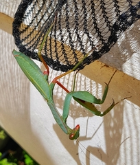 Trachymantis dentifrons