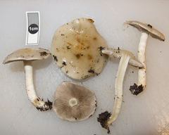 Psathyloma leucocarpum