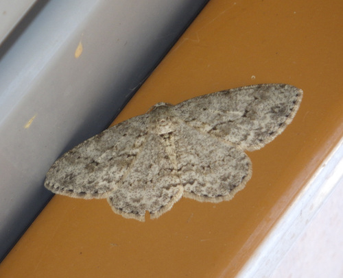 Ectropis crepuscularia