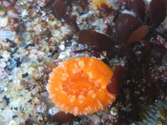 Balanophyllia elegans