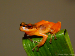 Pristimantis cryptopictus