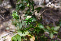Ozothamnus cuneifolius