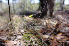 Leptorhynchos nitidulus