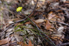 Leptorhynchos nitidulus