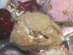 Hapalogaster cavicauda