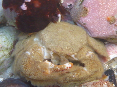 Hapalogaster cavicauda