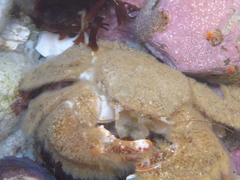 Hapalogaster cavicauda