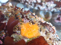 Balanophyllia elegans