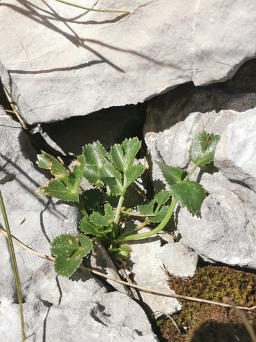 Hladnikia pastinacifolia, photograph 2