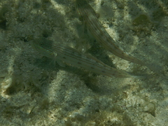 Valenciennea longipinnis