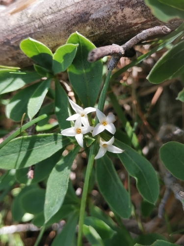Image of Daphne alpina by (c) Ljaž, some rights reserved (CC BY)