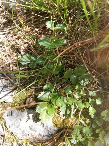 Hladnikia (Hladnikia pastinacifolia)