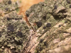 Bacidia circumspecta