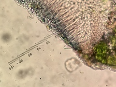 Bacidia circumspecta