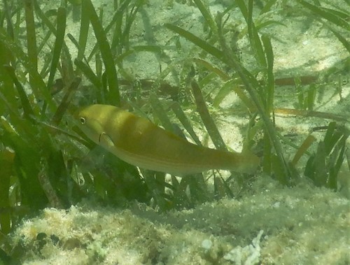 Stethojulis strigiventer