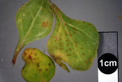 Puccinia tetragoniae novae-zelandiae