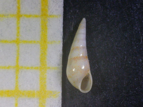 Representative image of Vitreolina