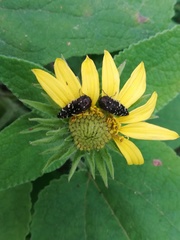 Acmaeodera flavopicta