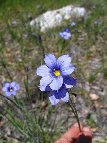 iNaturalist observation photo of western blue-eyed grass