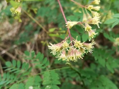 Koanophyllon longifolium