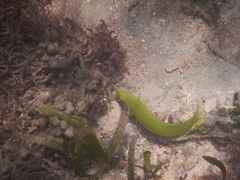 Halichoeres chloropterus