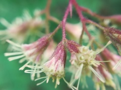 Koanophyllon longifolium