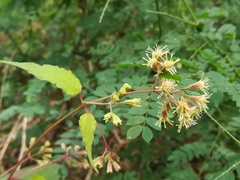 Koanophyllon longifolium