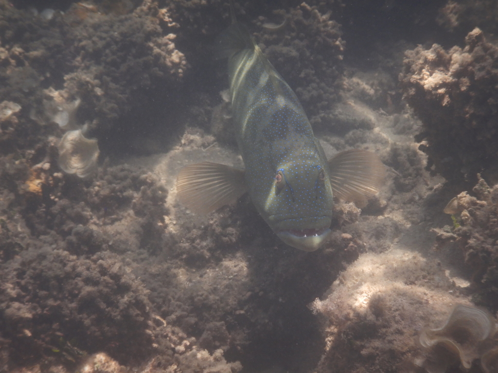 Leopard Coral Grouper