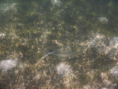 Caranx papuensis
