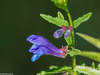 Siberian Skullcap - Photo (c) Leonid, some rights reserved (CC BY-NC), uploaded by Leonid