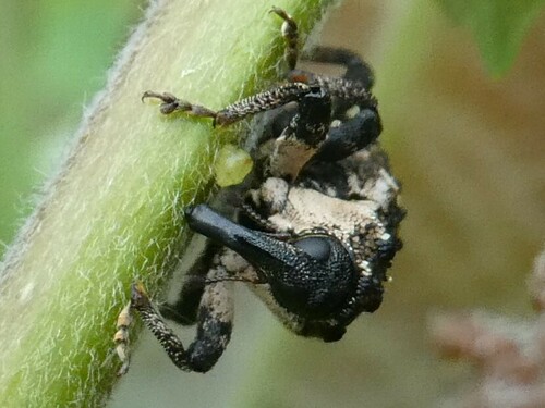 Poplar-and-Willow Borer photo 2