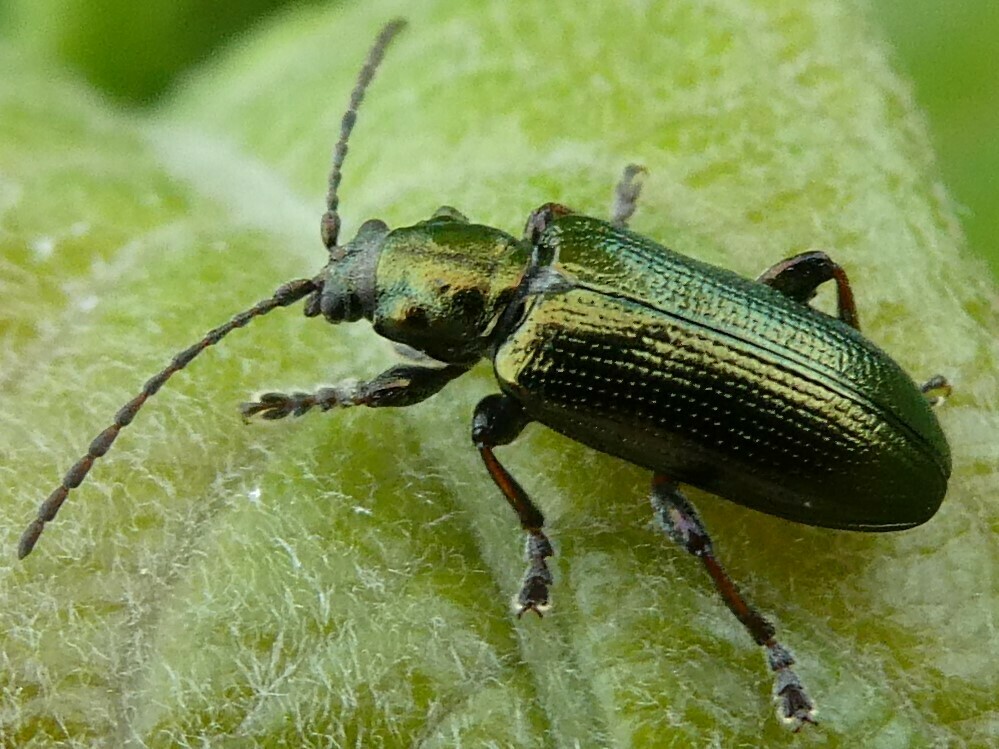Lustrous reed beetle