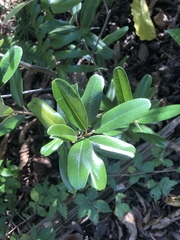 Capparis cynophallophora