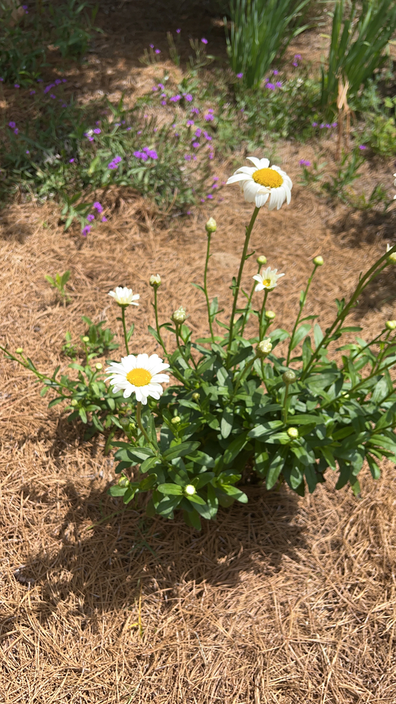 max chrysanthemum (Leucanthemum maximum) · iNaturalist
