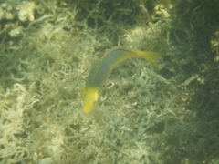 Lethrinidae