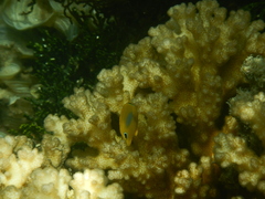 Chaetodon plebeius