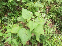 Peteravenia malvifolia