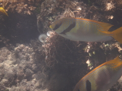 Siganus doliatus