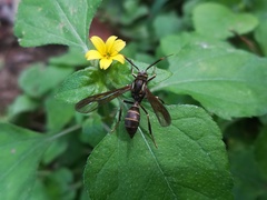 Pseudosphex melanogen