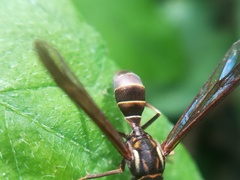 Pseudosphex melanogen