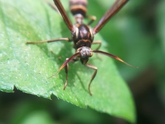 Pseudosphex melanogen