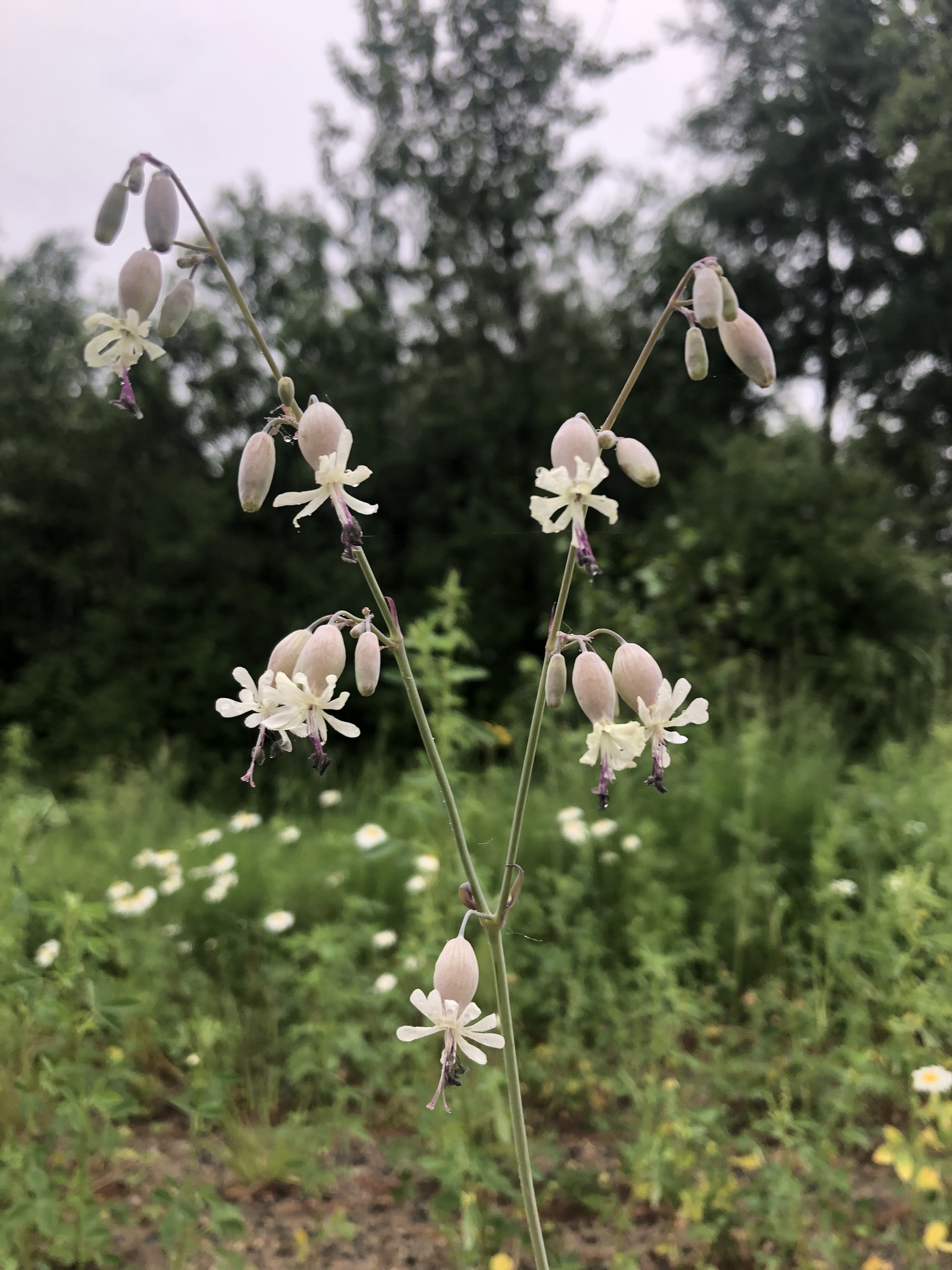 Silene csereii